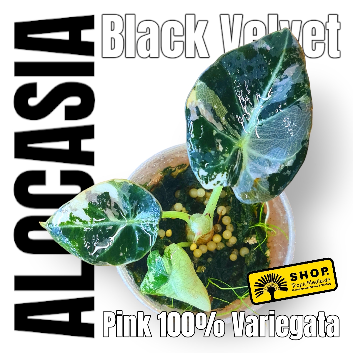  Alocasia Black Velvet Pink 100% Variegata