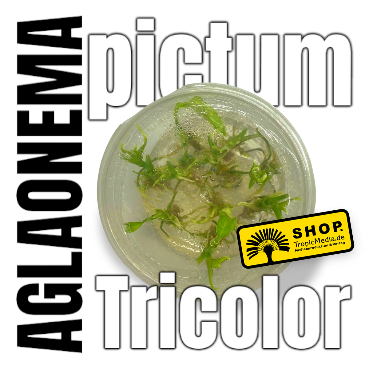 Aglaonema pictum Tricolor Tissue Culture (TC)