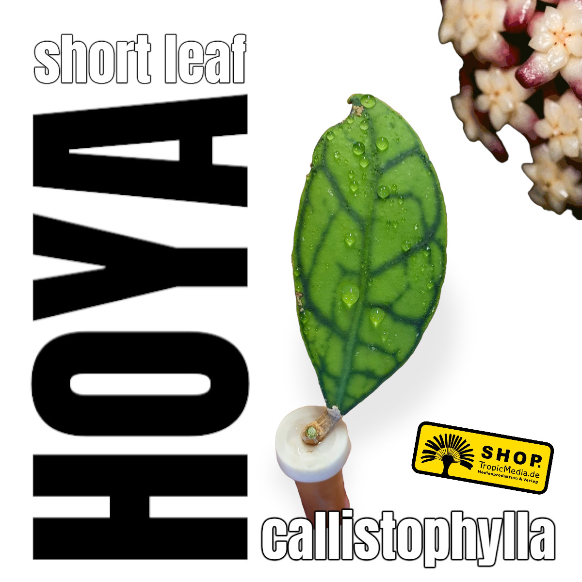 Hoya callistophylla Short Leaf