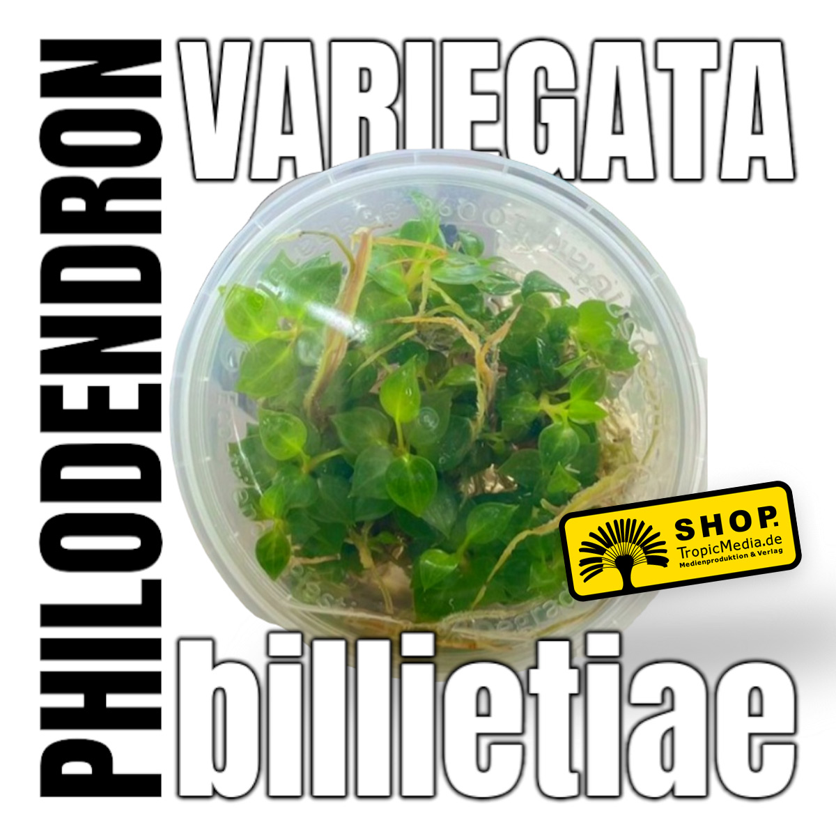 Philodendron billietiae Variegata TC