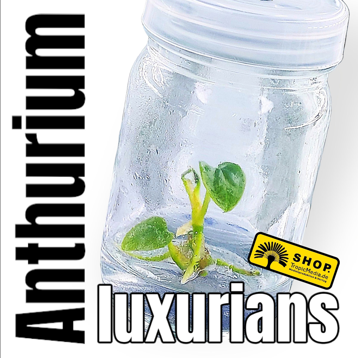 Anthurium luxurians Tissue Culture (TC)