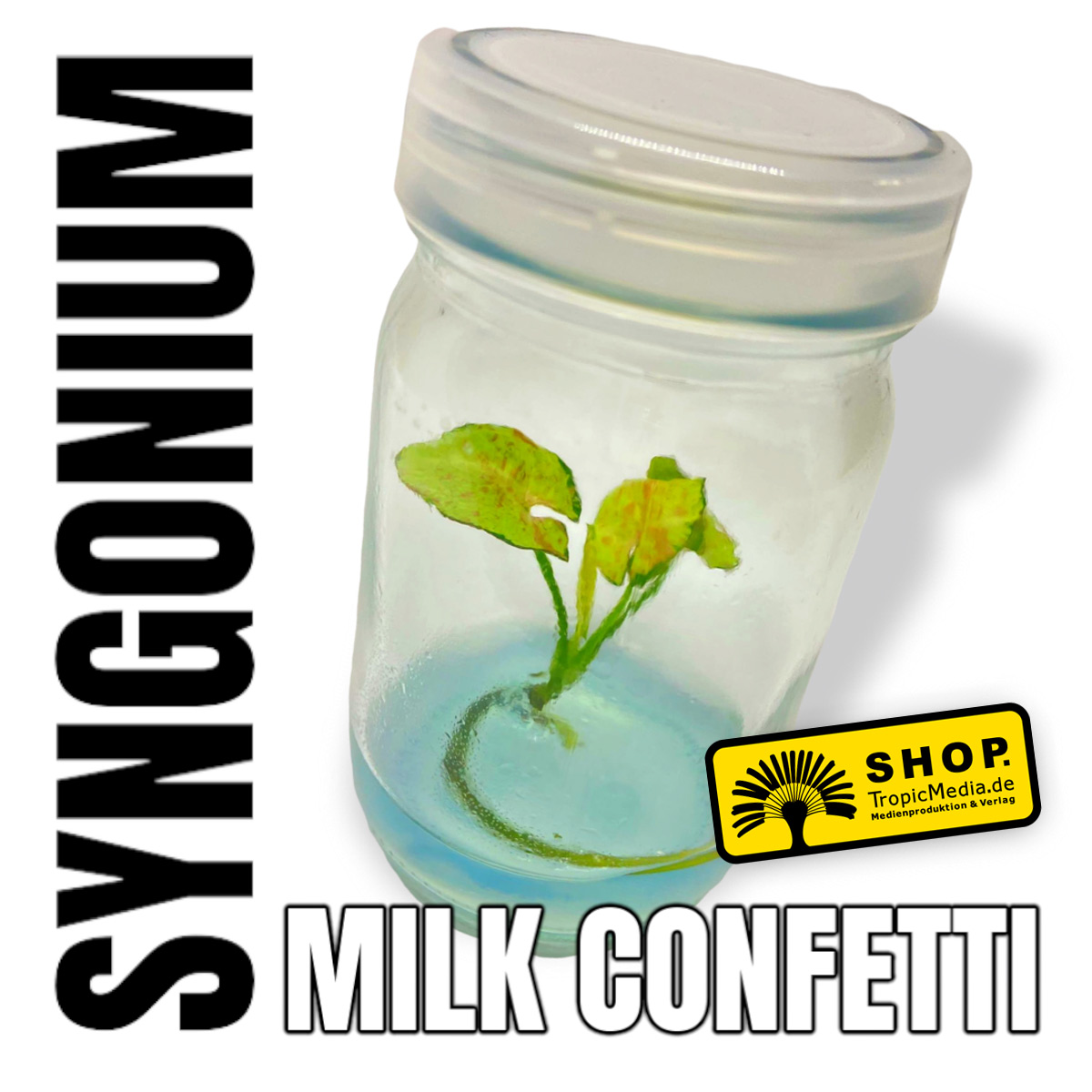 Syngonium  Milk Confetti Tissue Culture (TC)