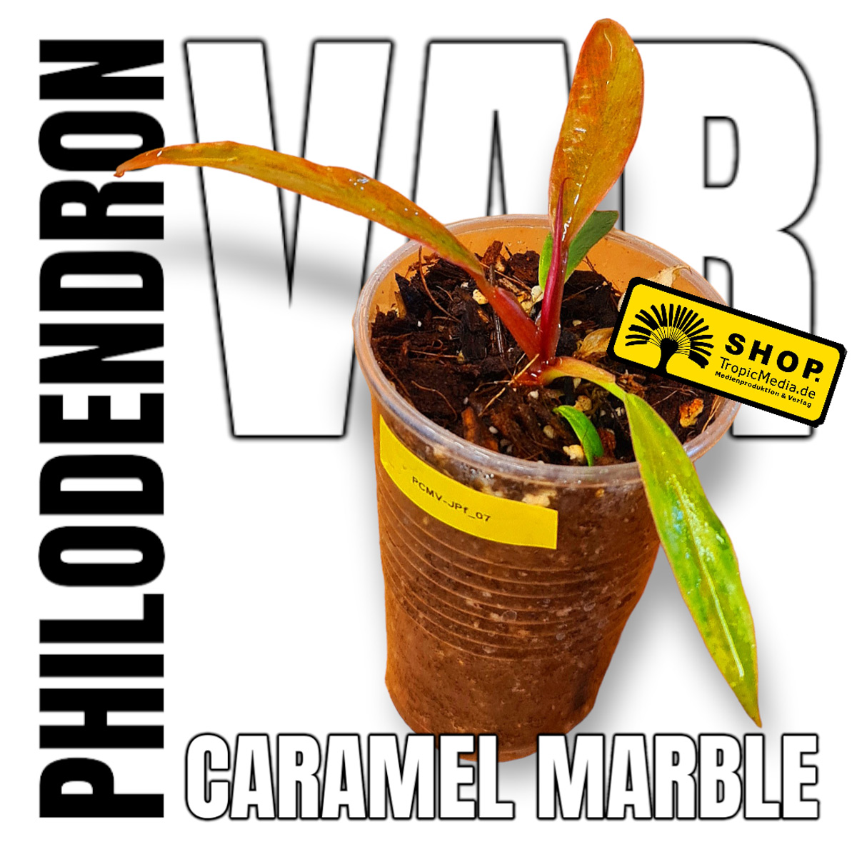 Philodendron Caramel Marble Var.