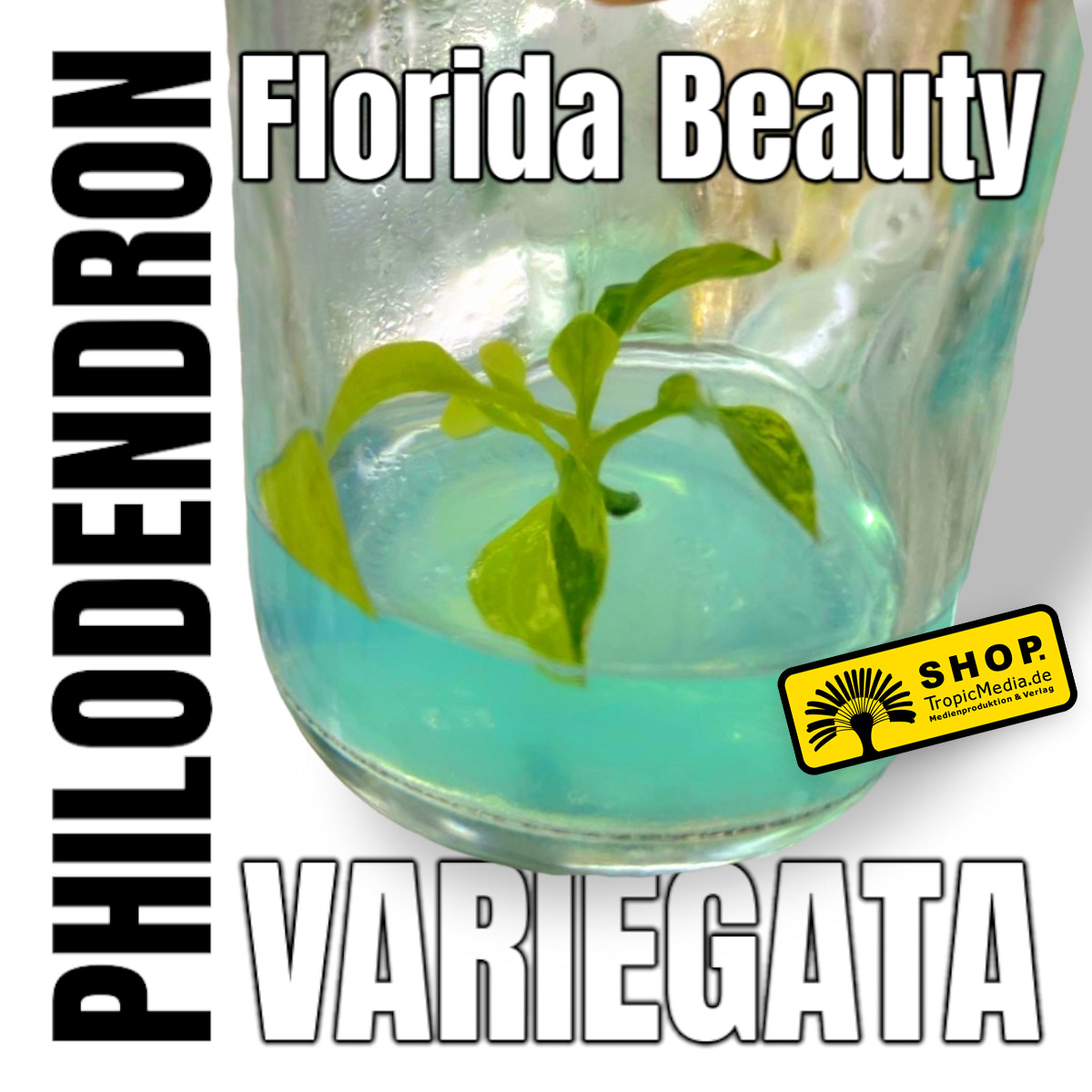 Philodendron Florida Beauty MAGIC MASK Variegata 100% Tissue Culture (TC)