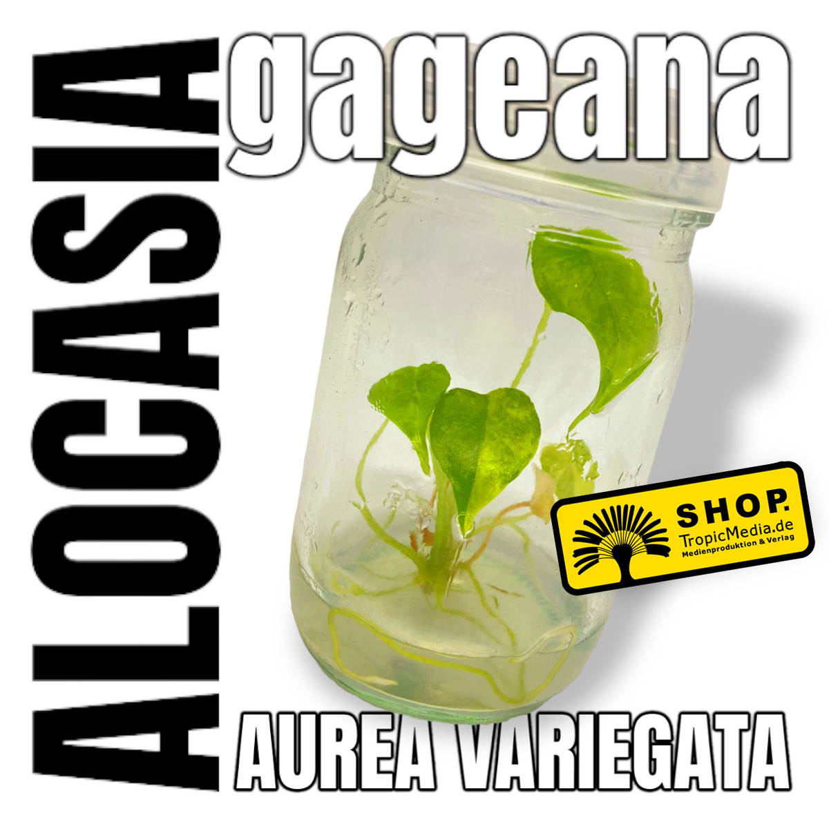 Alocasia gageana AUREA Variegata Tissue Culture (TC)