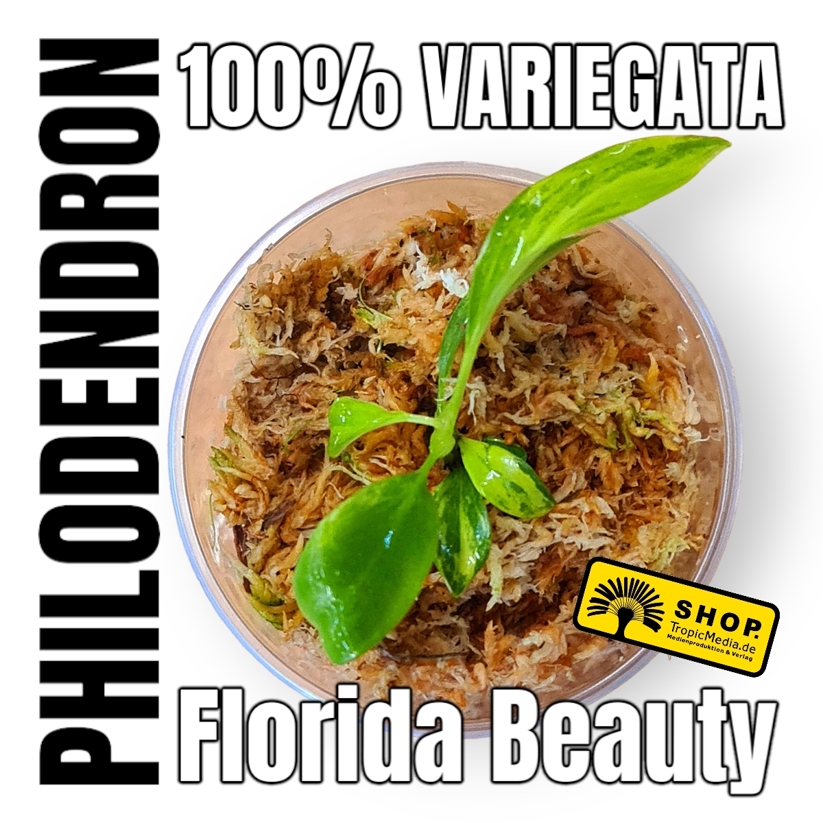 Philodendron Florida Beauty 100% Variegata
