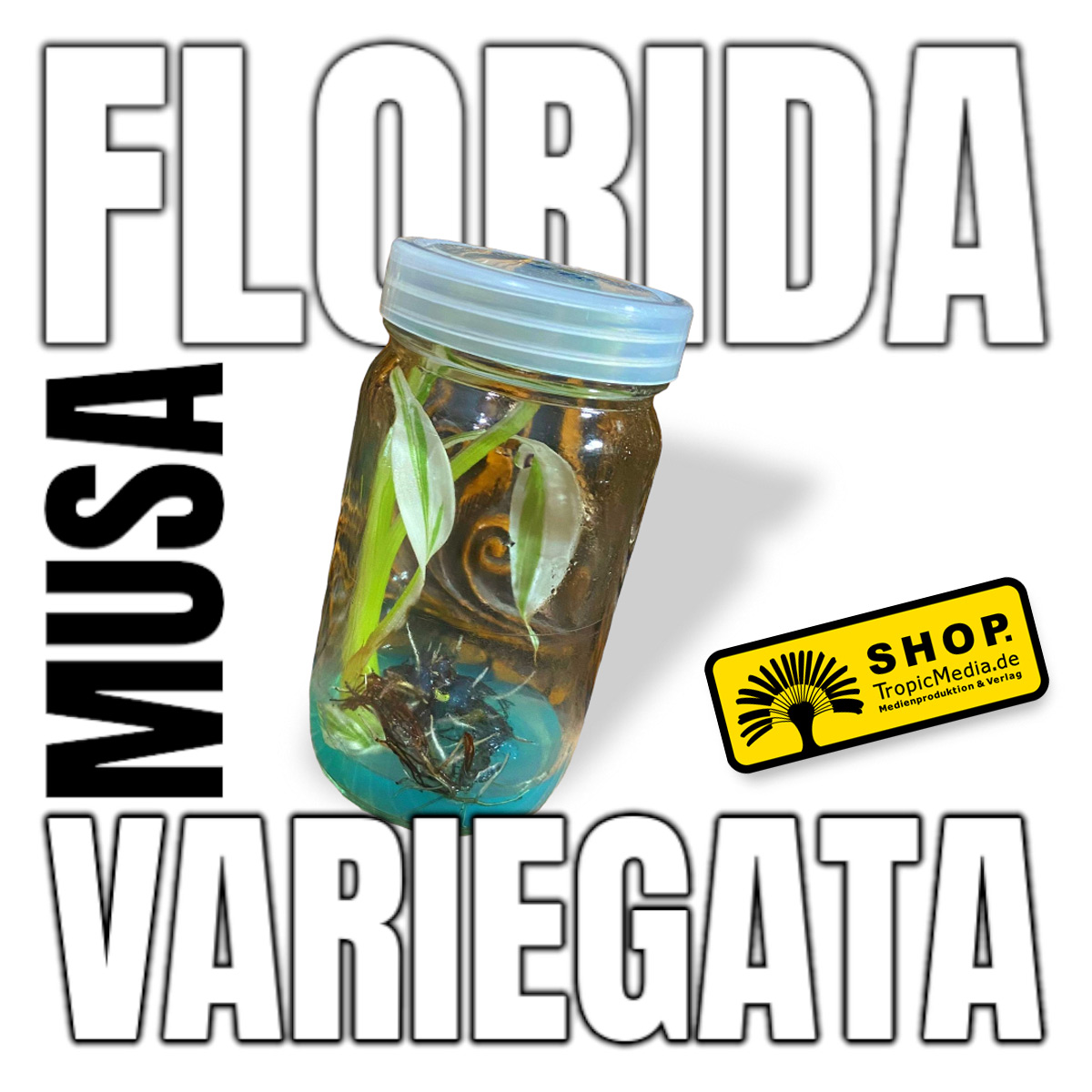 Musa Florida 100% Variegata Tissue Culture (TC)