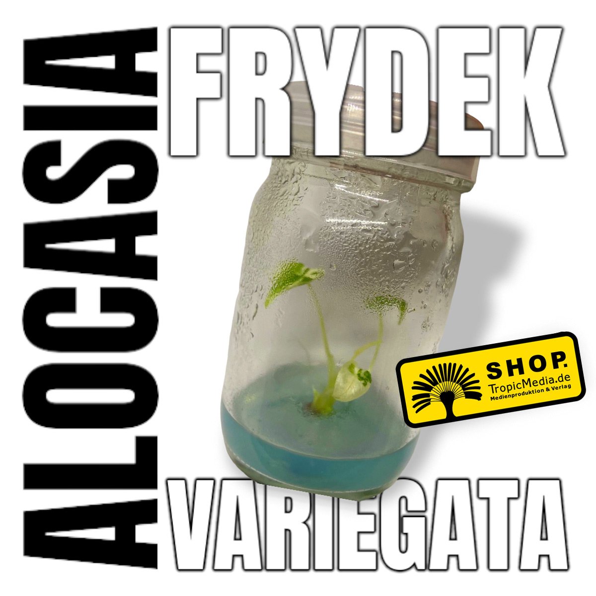 Alocasia micholitziana 'Frydek' Variegata Tissue Culture (TC) selten