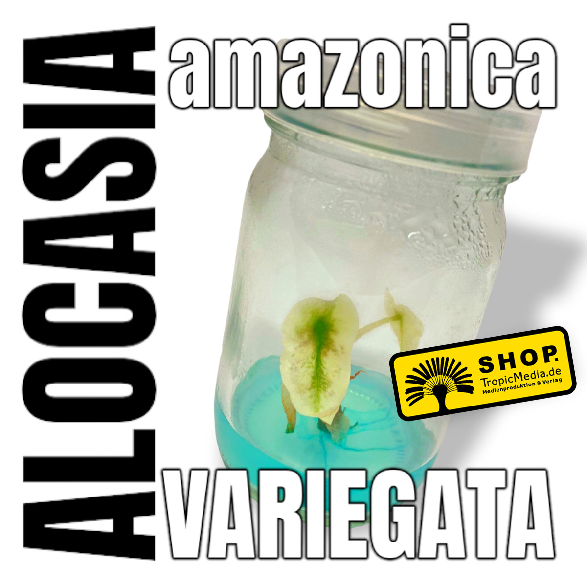 Alocasia amazonica Variegata Tissue Culture (TC) selten