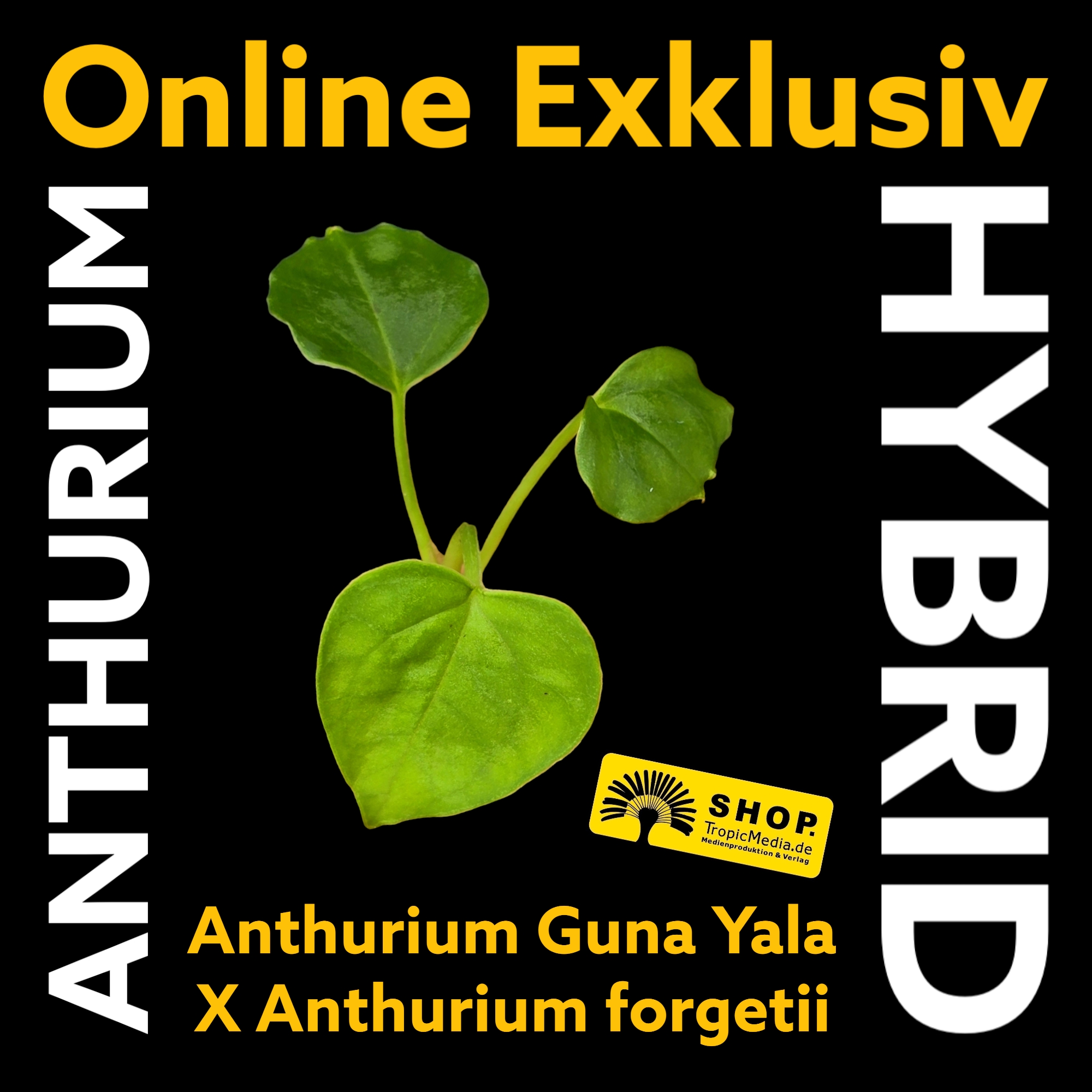 Anthurium Guna Yala X Anthurium forgetii EXQUISITE Kreuzung erstmals in Europa