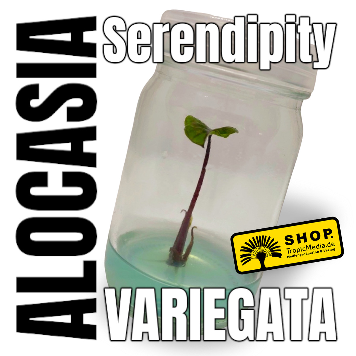Alocasia Serendipity Variegata Tissue Culture (TC) selten
