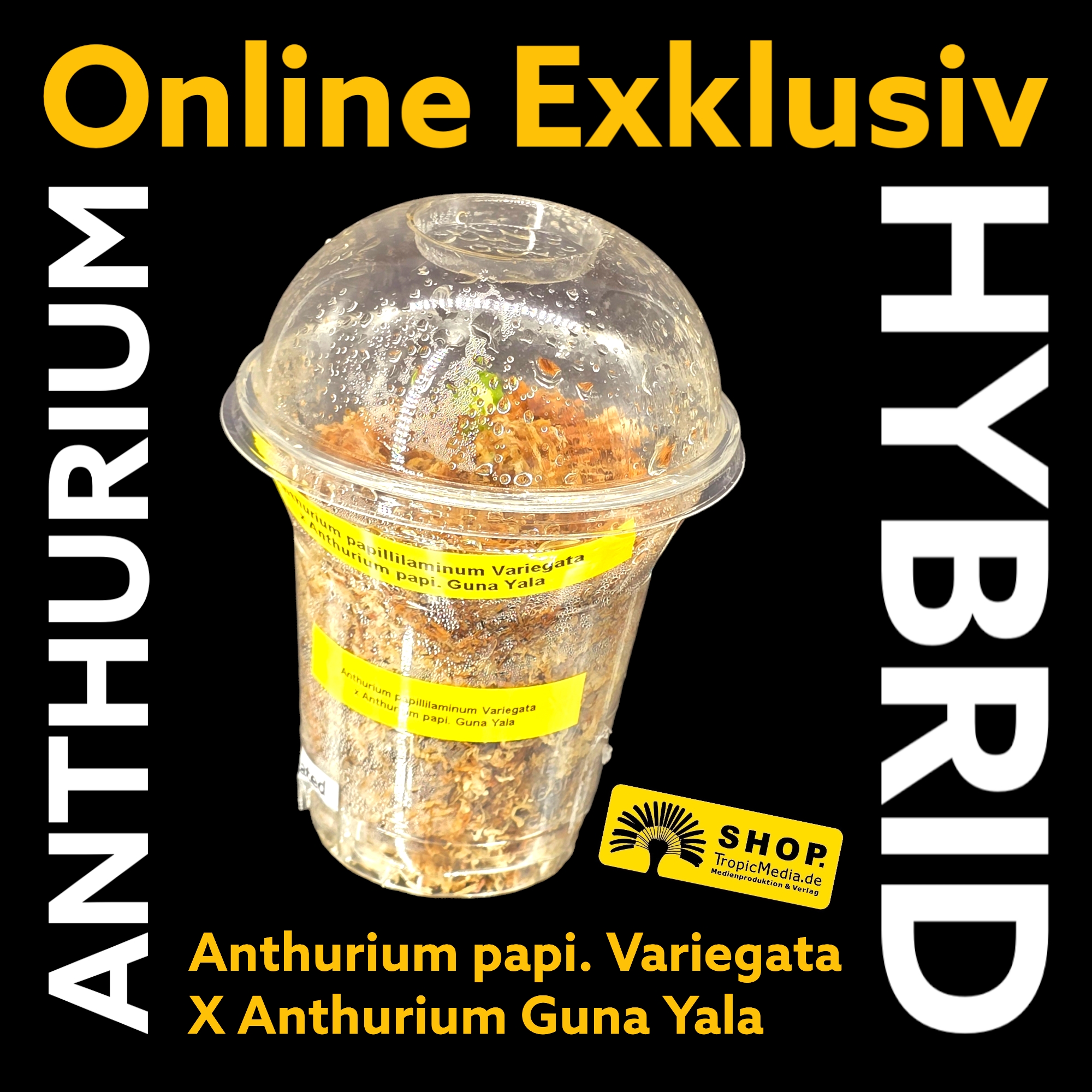 Anthurium papillilaminum Variegata X Anthurium Guna Yala EXQUISITE Kreuzung erstmals in Europa