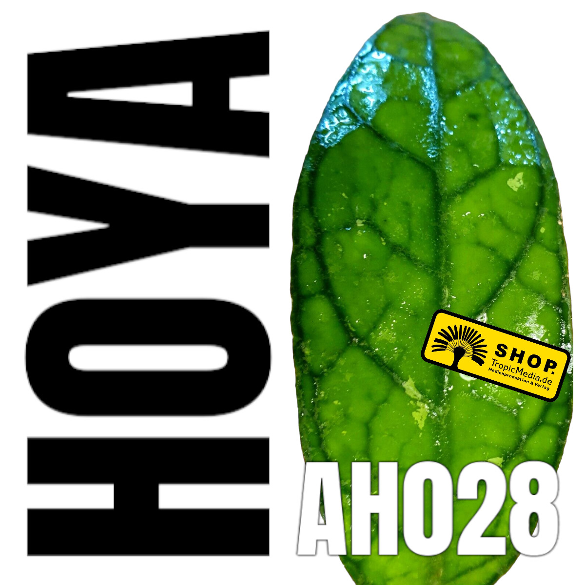 Hoya cv. AH028