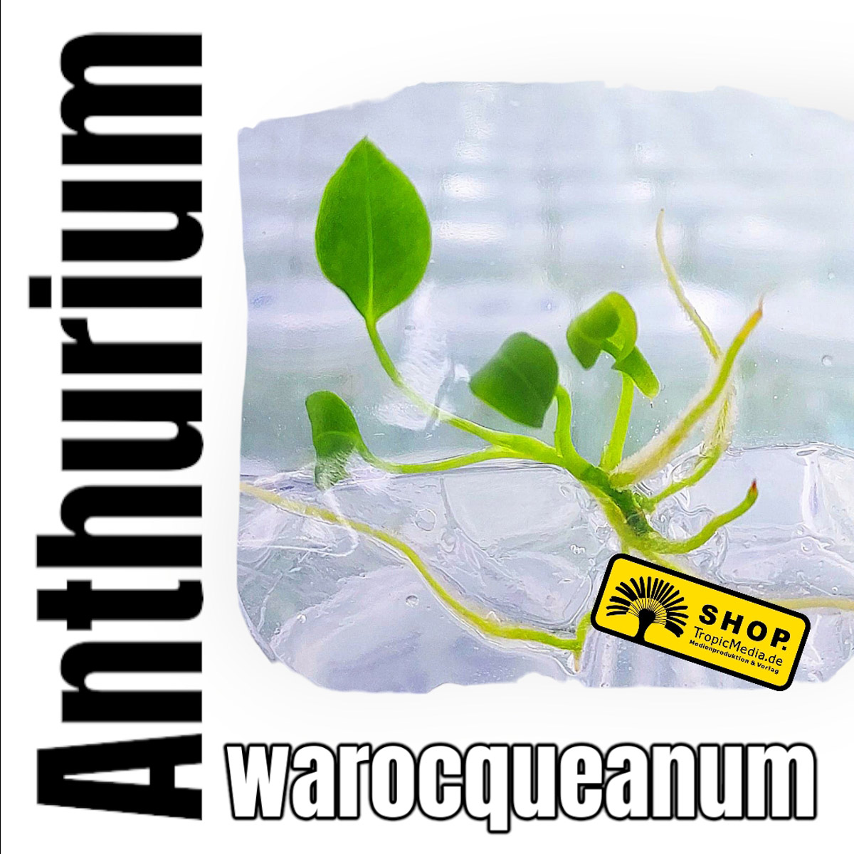 Anthurium warocqueanum Tissue Culture (TC)