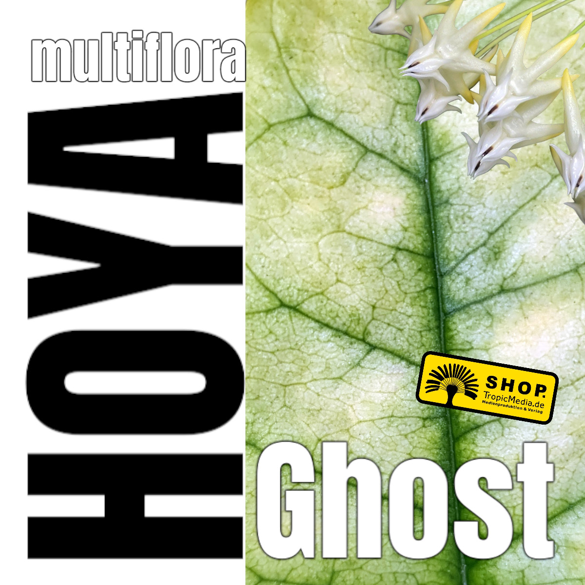 Hoya multiflora Ghost