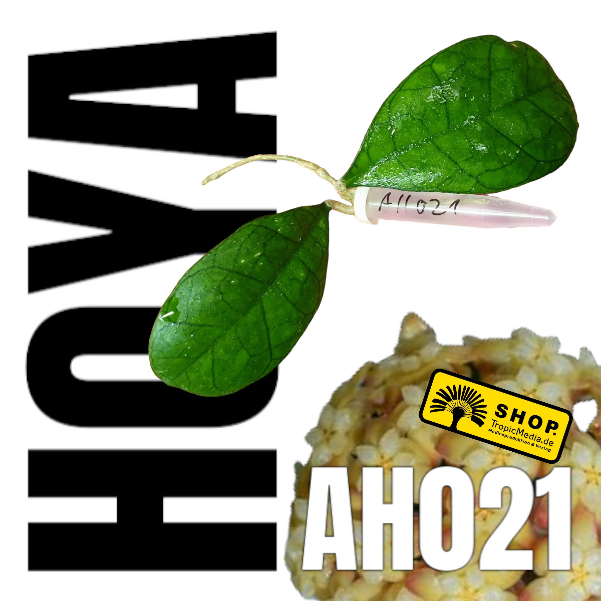 Hoya cv. AH021