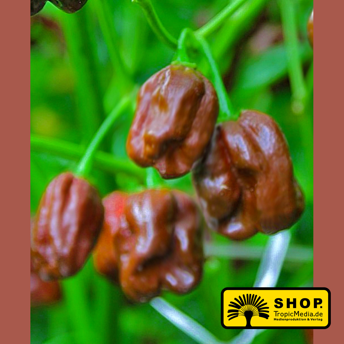 Habanero Chocolate Chili Jungpflanze 