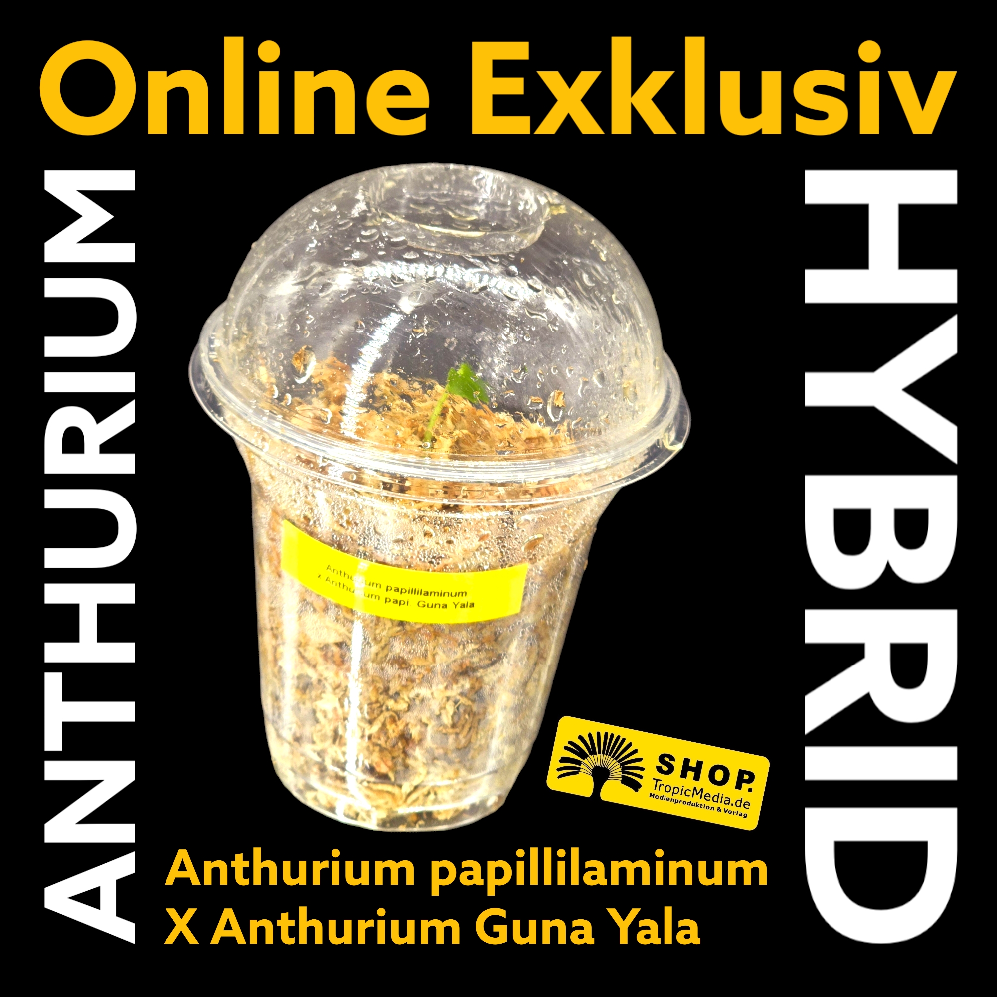 Anthurium papillilaminum X Anthurium Guna Yala EXQUISITE Kreuzung erstmals in Europa