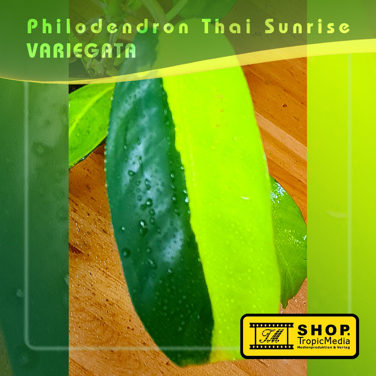 Philodendron Thai Sunrise 100% Variegata