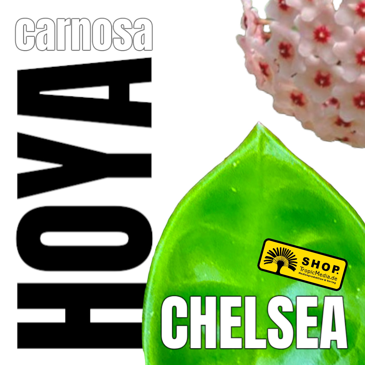 Hoya carnosa CHELSEA