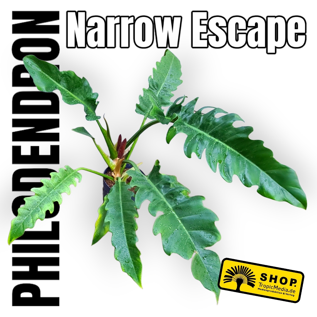 Philodendron Narrow Escape