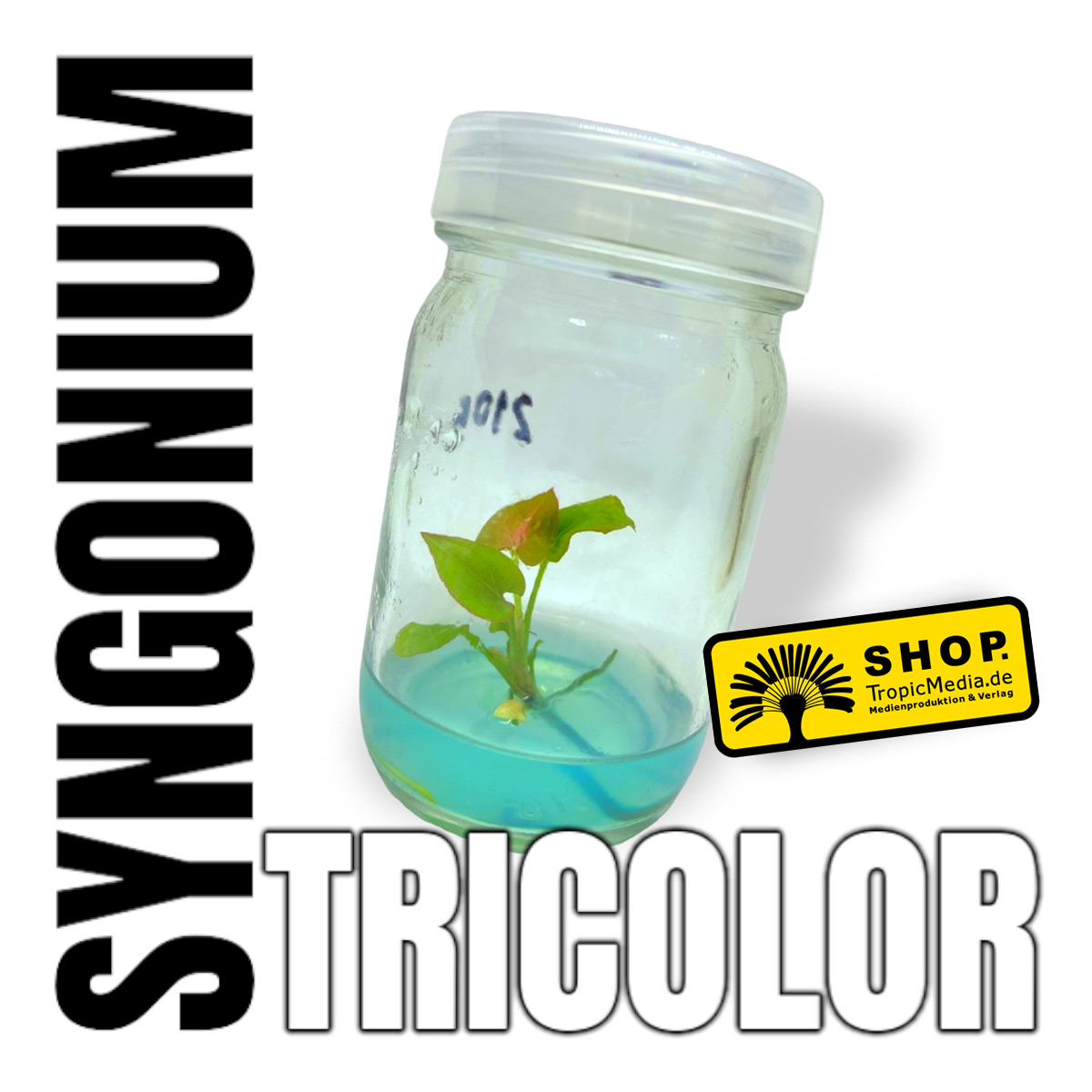 Syngonium Tricolor Variegata Tissue Culture (TC)