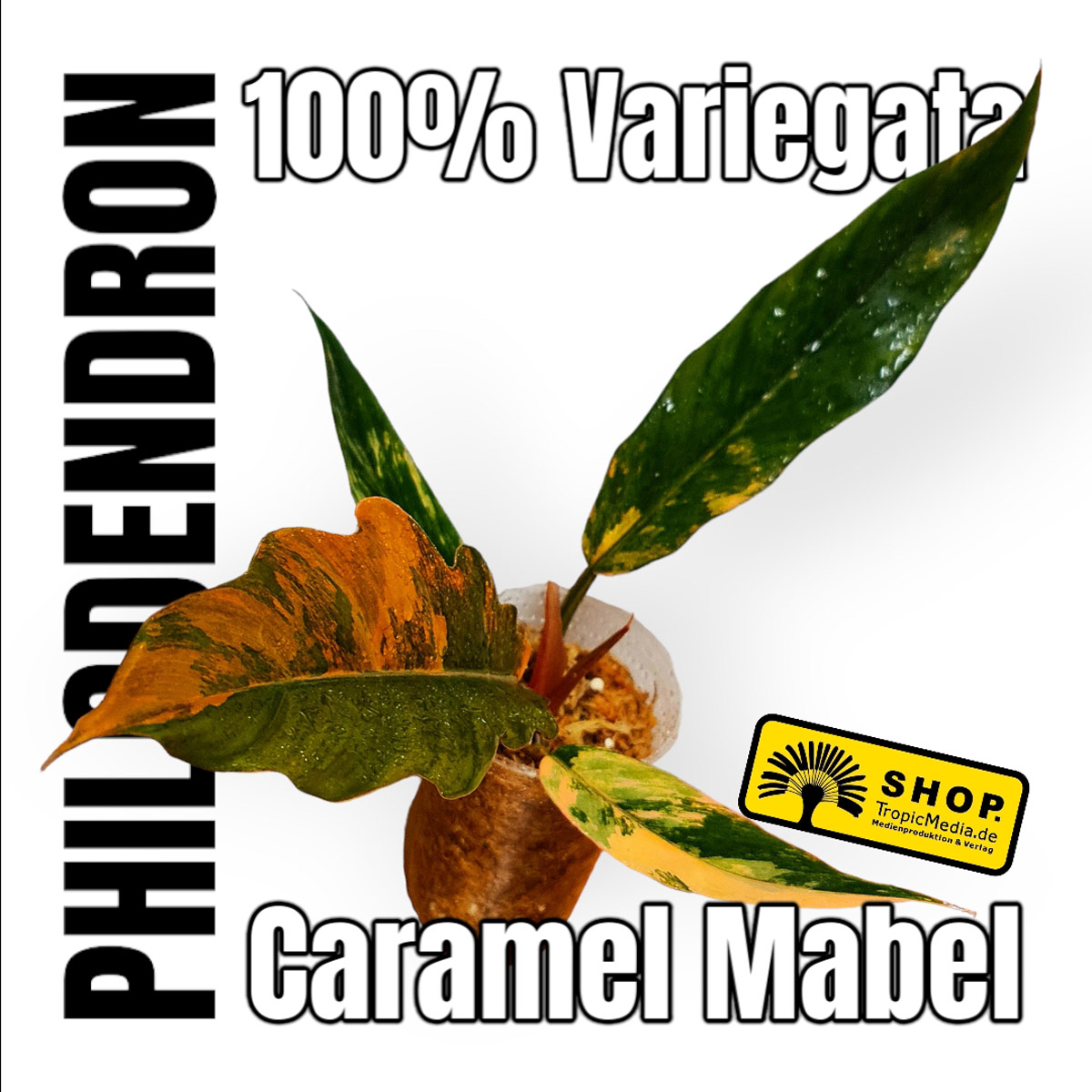 Philodendron Caramel Marble Pink 100% Variegata