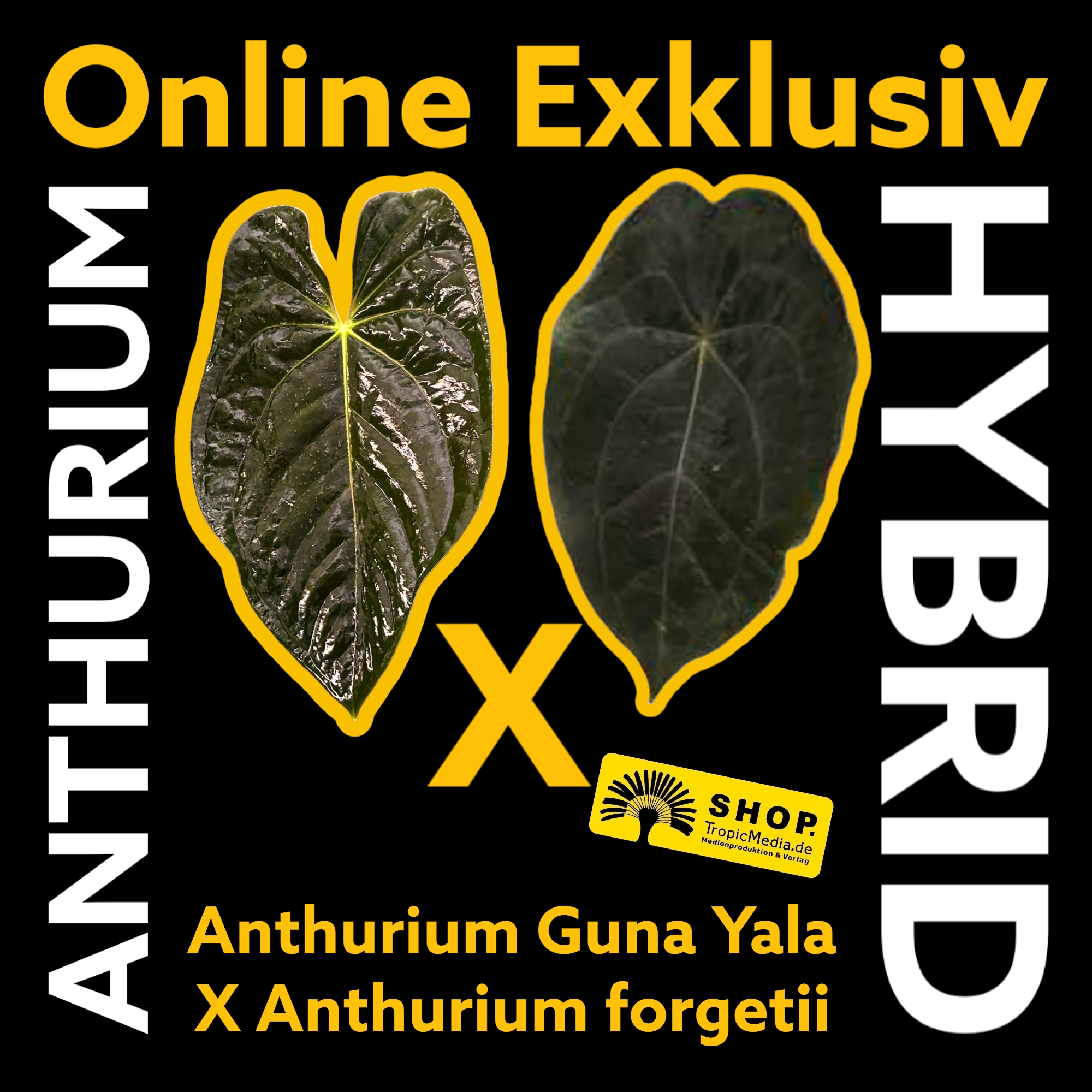 Anthurium Guna Yala X Anthurium forgetii EXQUISITE Kreuzung erstmals in Europa