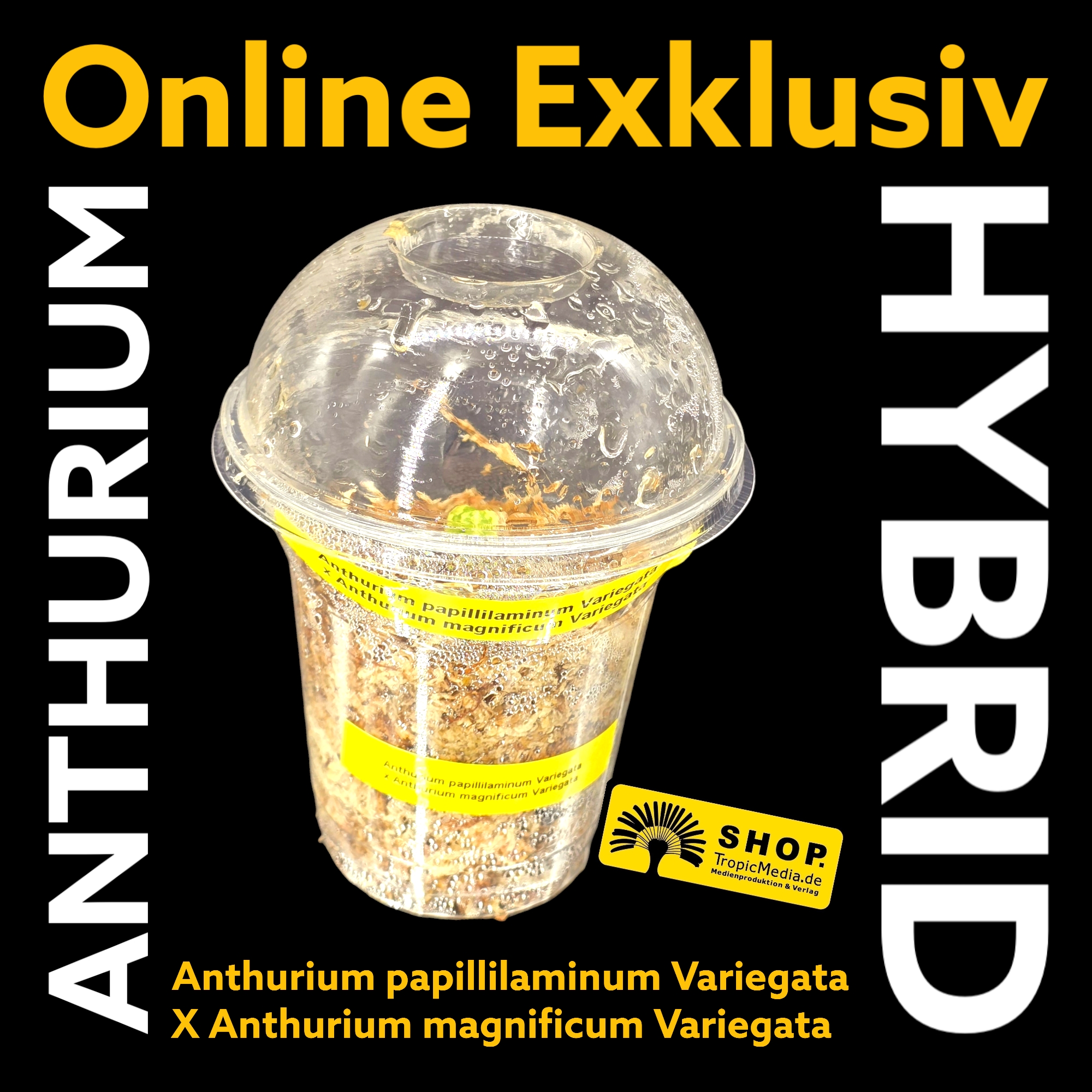 Anthurium papillilaminum Variegata X Anthurium magnificum Variegata EXQUISITE Kreuzung erstmals in Europa