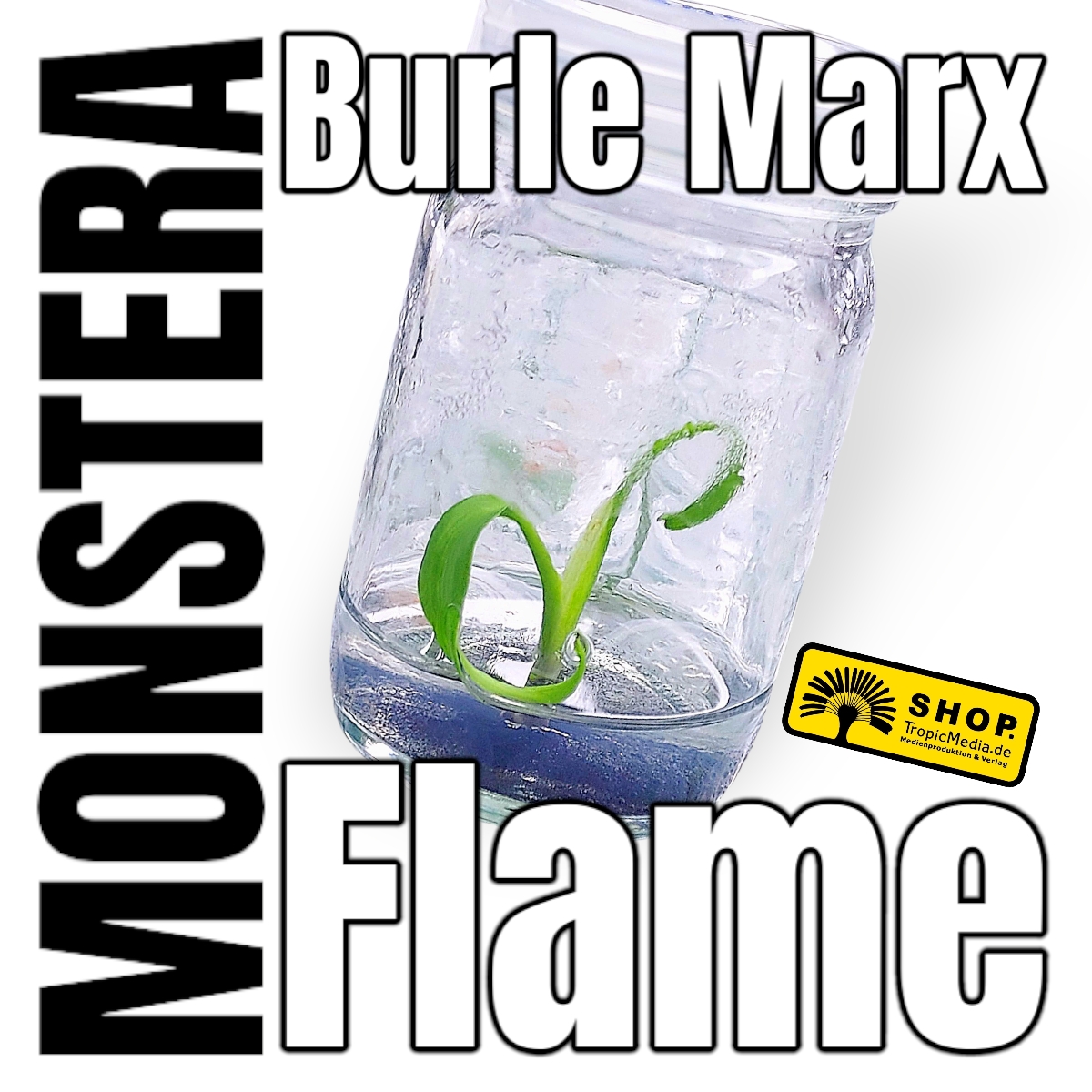 Monstera Burle Marx Flame Tissue Culture (TC)
