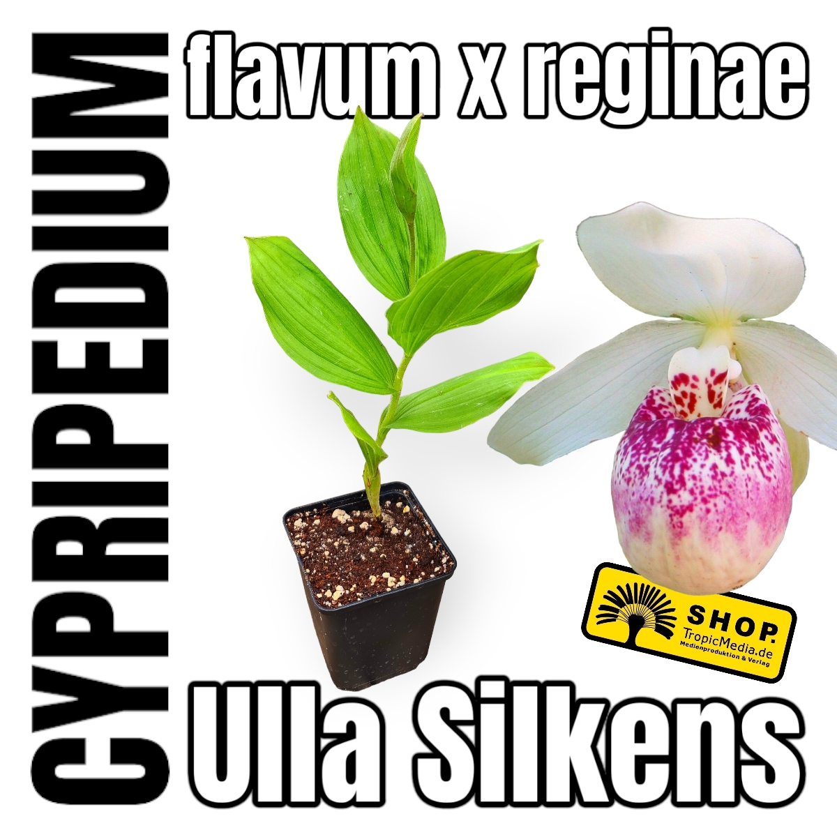 Königin-Frauenschuh Cypripedium reginae x flavum Ulla Silkens