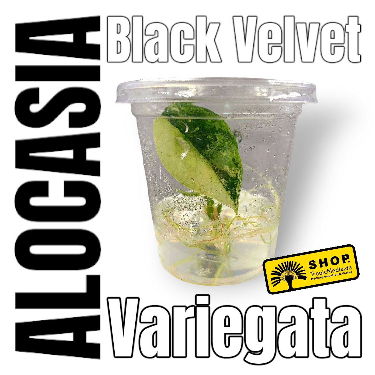 Alocasia Black Velvet Pink 100% Variegata Tissue Culture (TC)