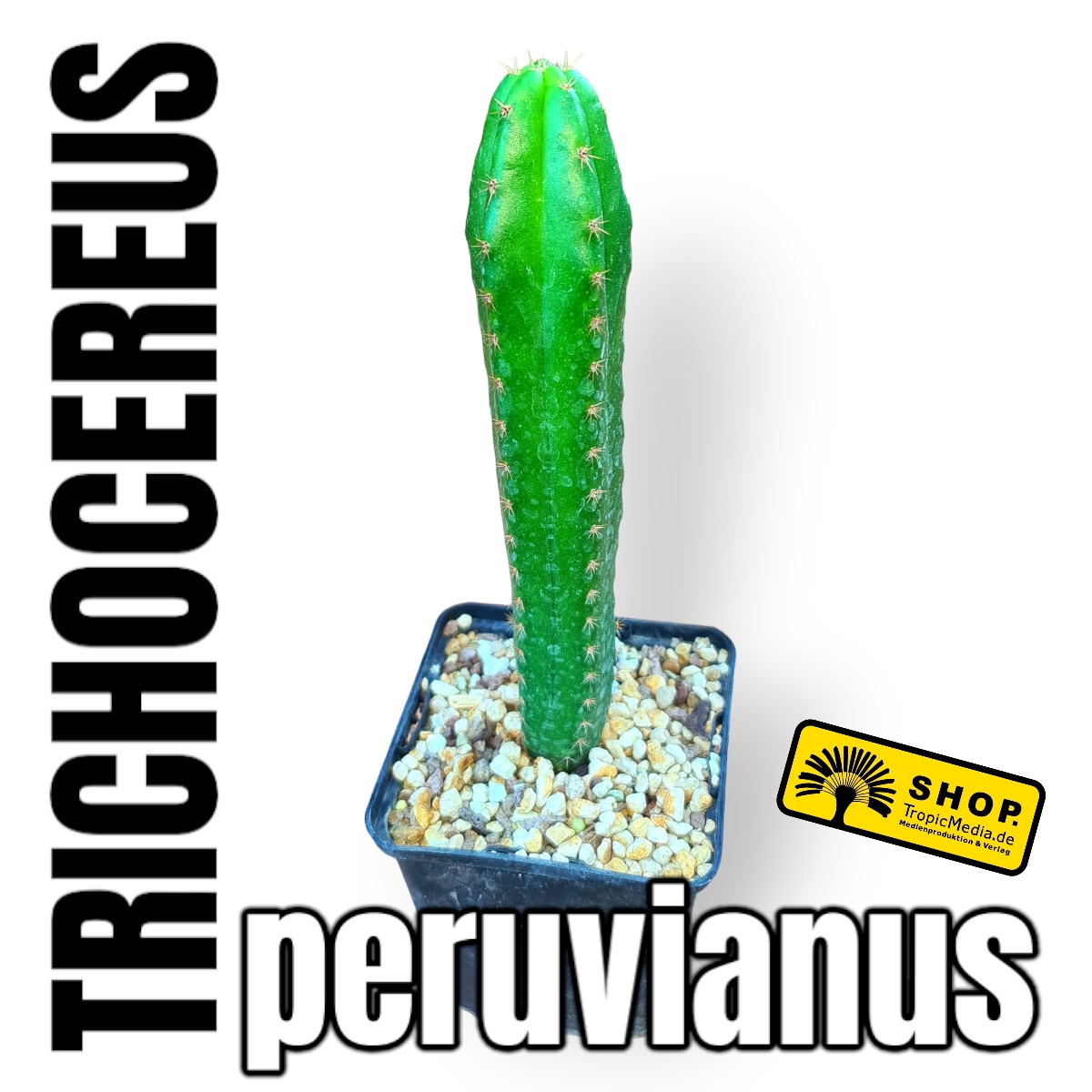 Trichocereus peruvianus aka Echinopsis peruviana