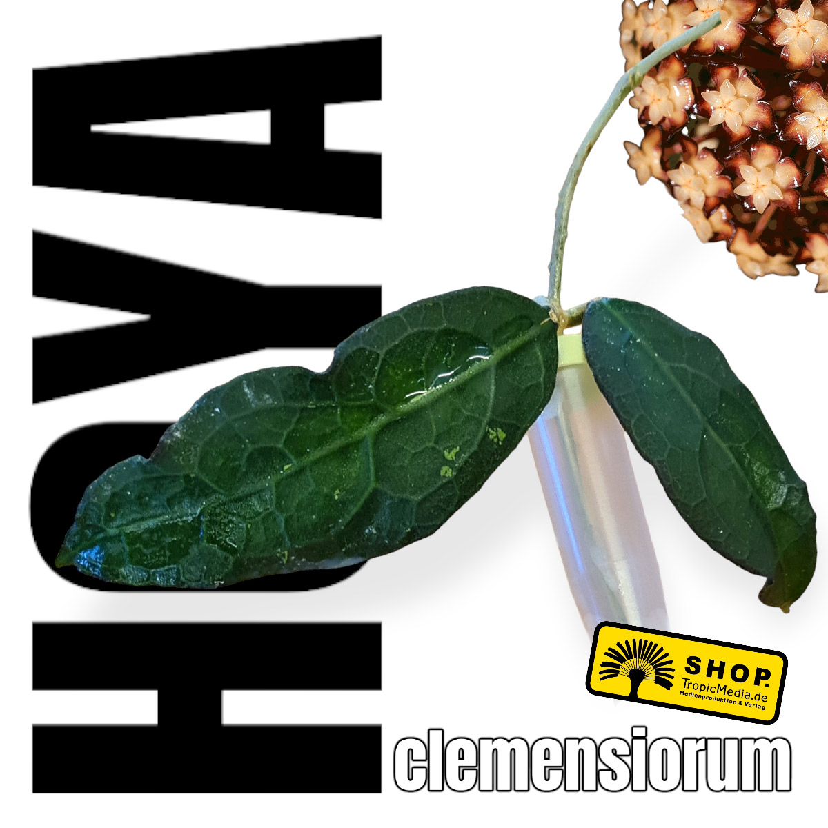 Hoya clemensiorum SHORT LEAF