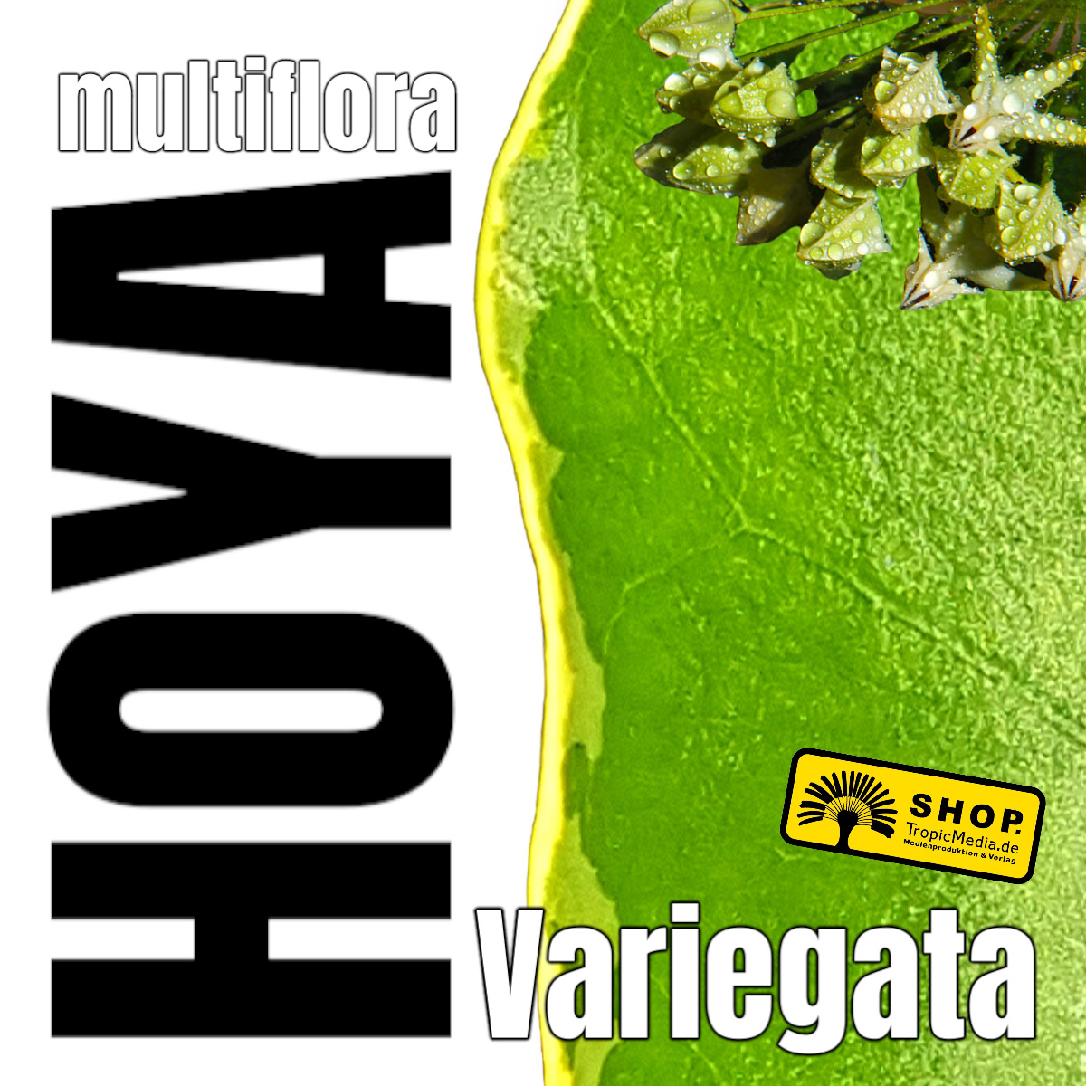 Hoya multiflora Variegata