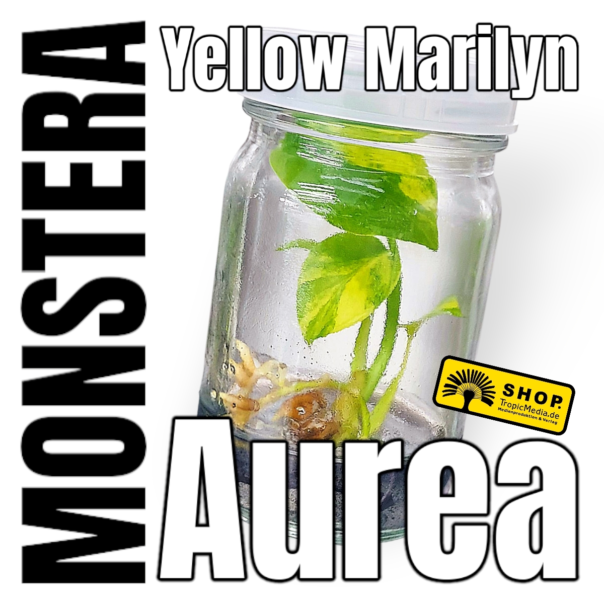 Monstera Yellow Marilyn Tissue Culture (TC)