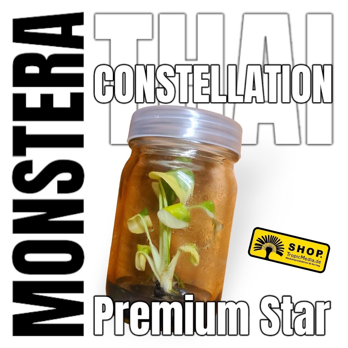 Monstera Thai Constellation Premium Star Tissue Culture (TC)