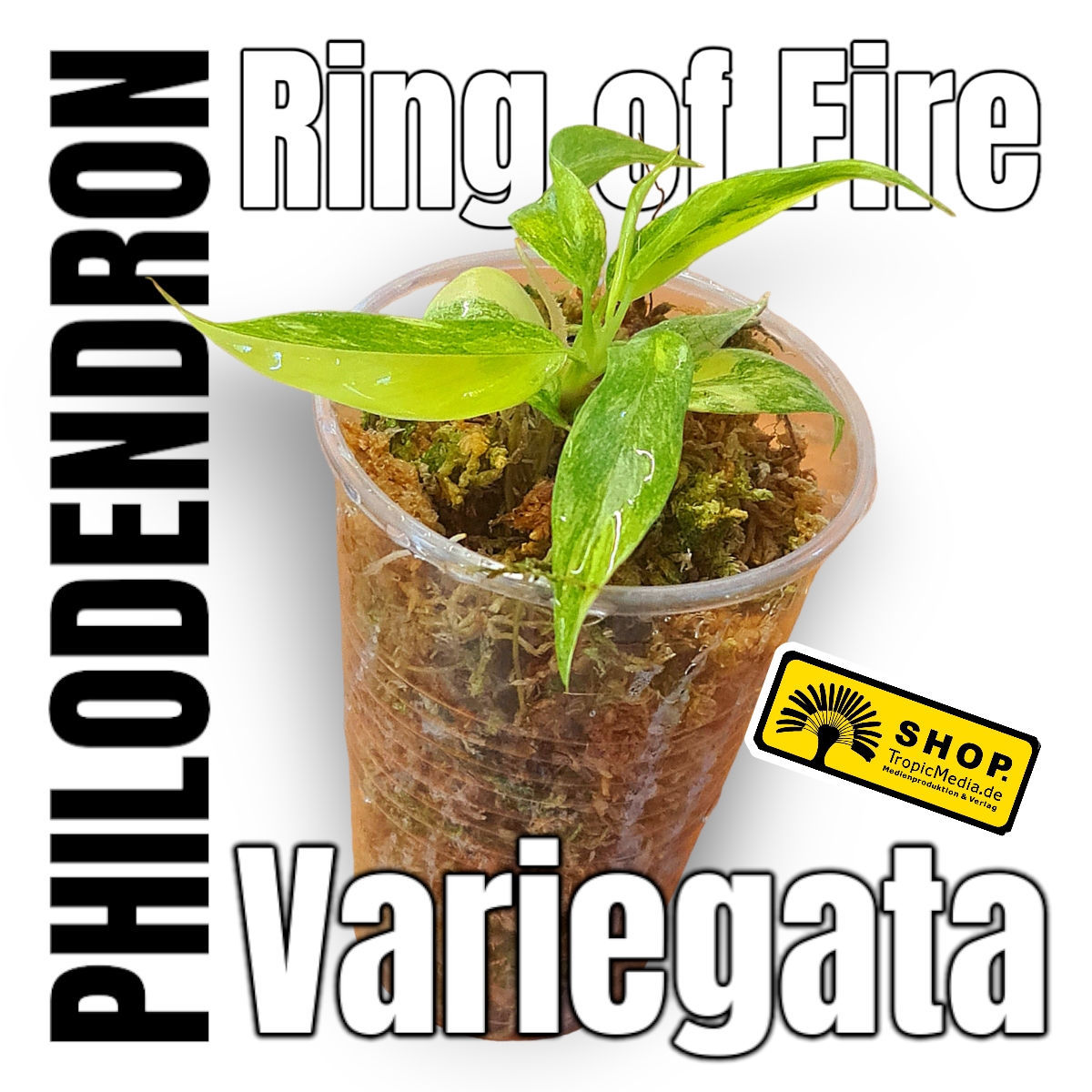 Philodendron Ring of Fire 100% Variegata