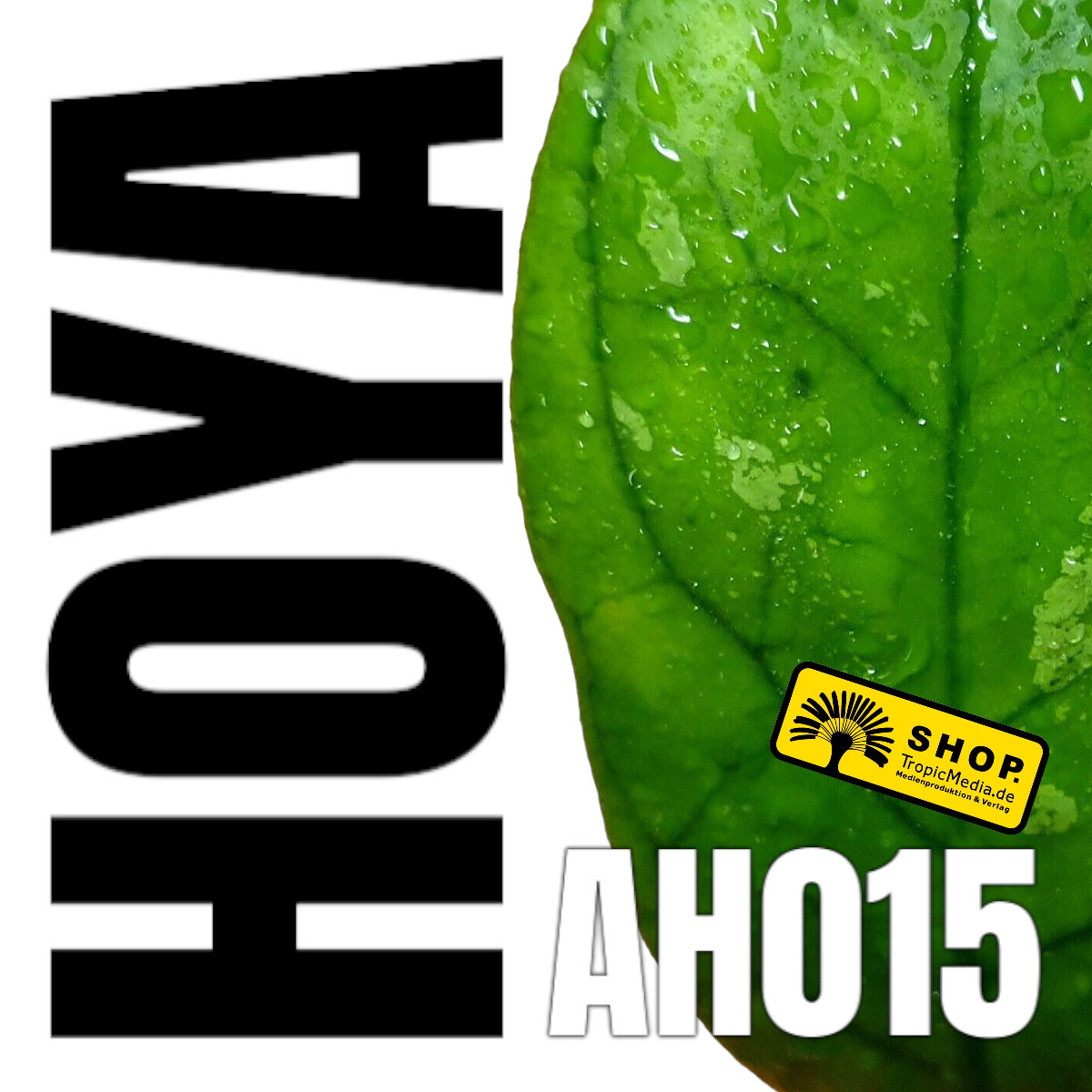 Hoya cv. AH015