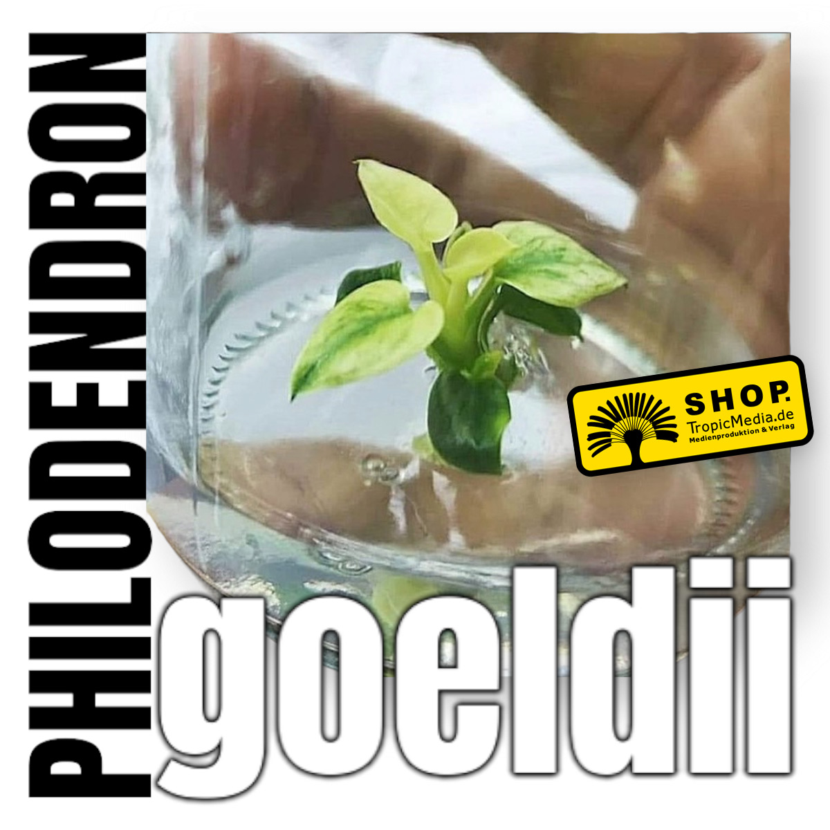 Philodendron goeldii Variegata Tissue Culture (TC) Volltreffer