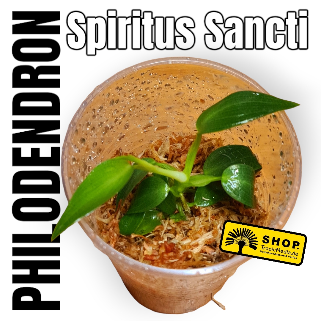 Philodendron Spiritus Sancti Jungpflanze