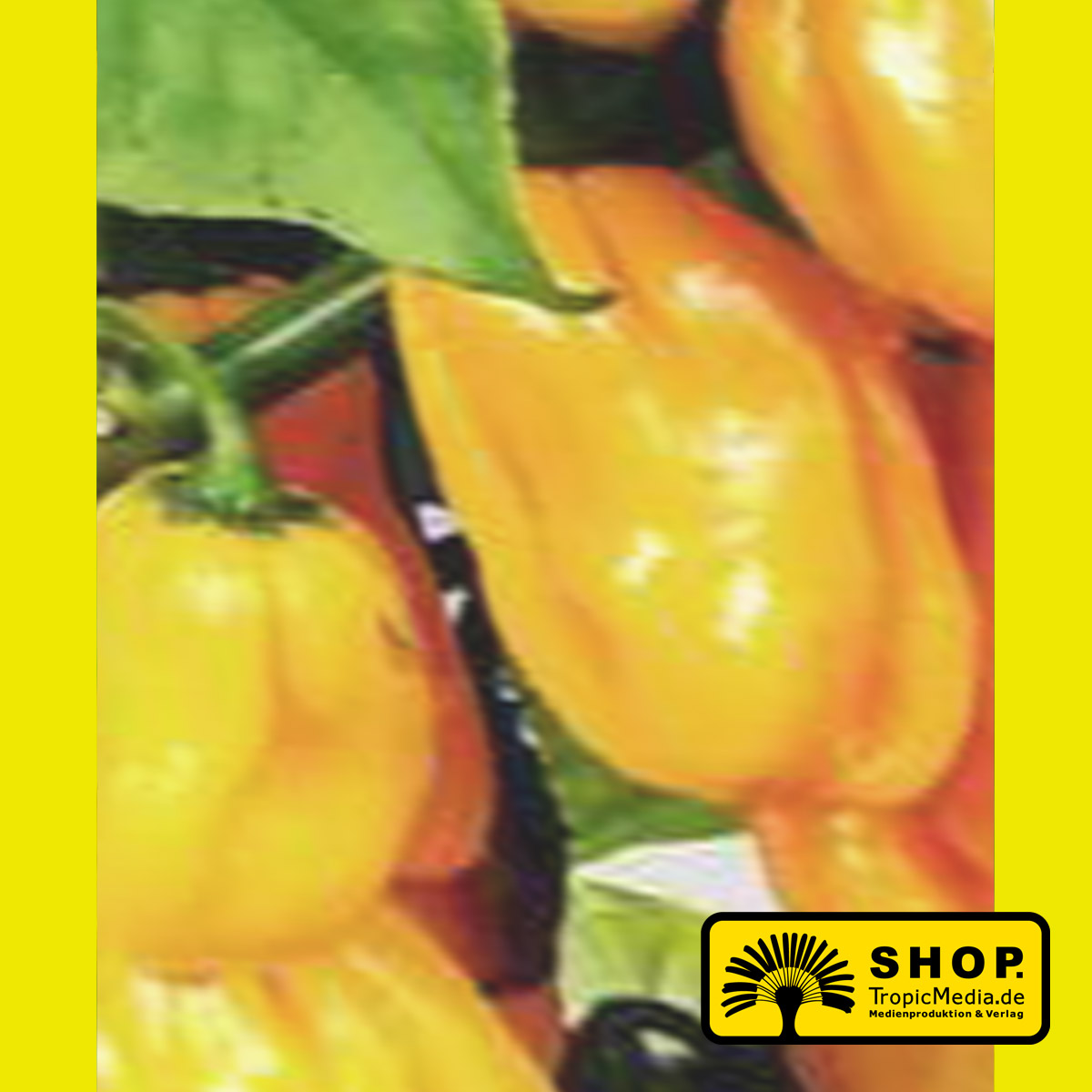 Habanero Yellow Chili Jungpflanze