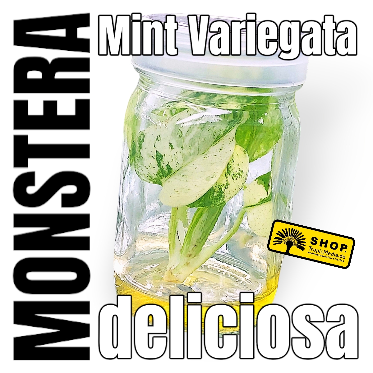 Monstera deliciosa Mint Variegata Tissue Culture (TC)