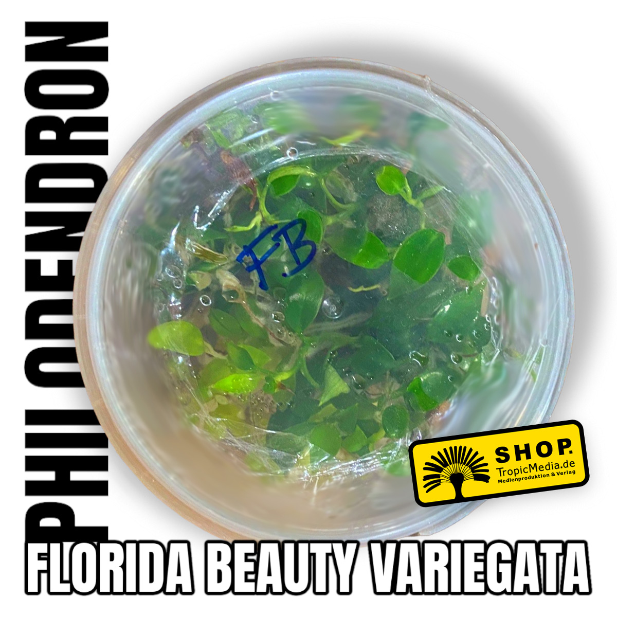 Philodendron Florida Beauty MAGIC MASK Variegata Tissue Culture (TC)