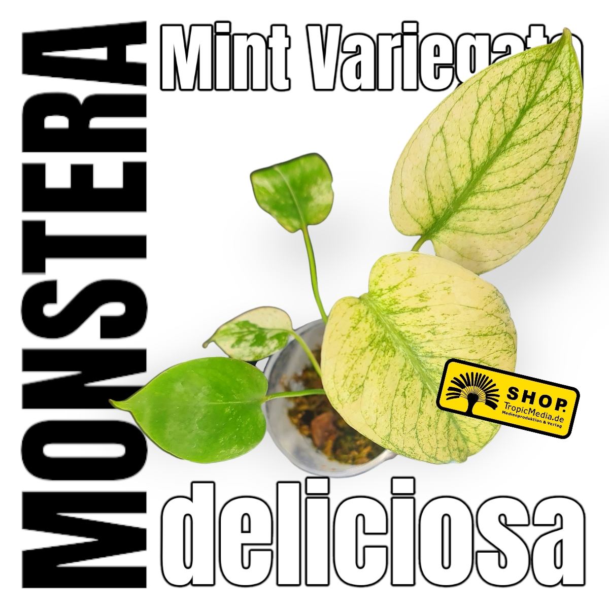 Monstera deliciosa Mint 100% Variegata