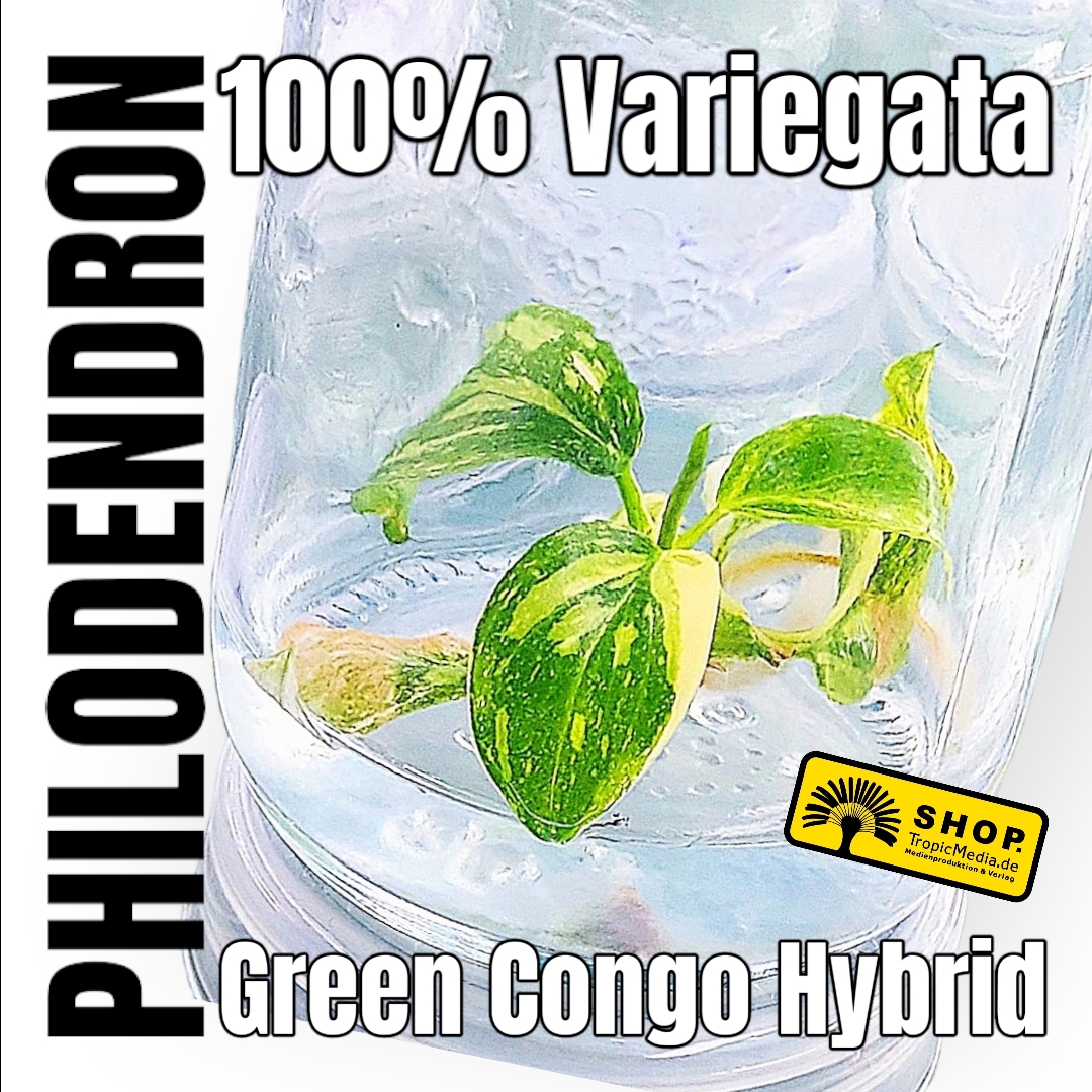 Philodendron Green Congo Hybrid 100% Variegata Tissue Culture (TC)