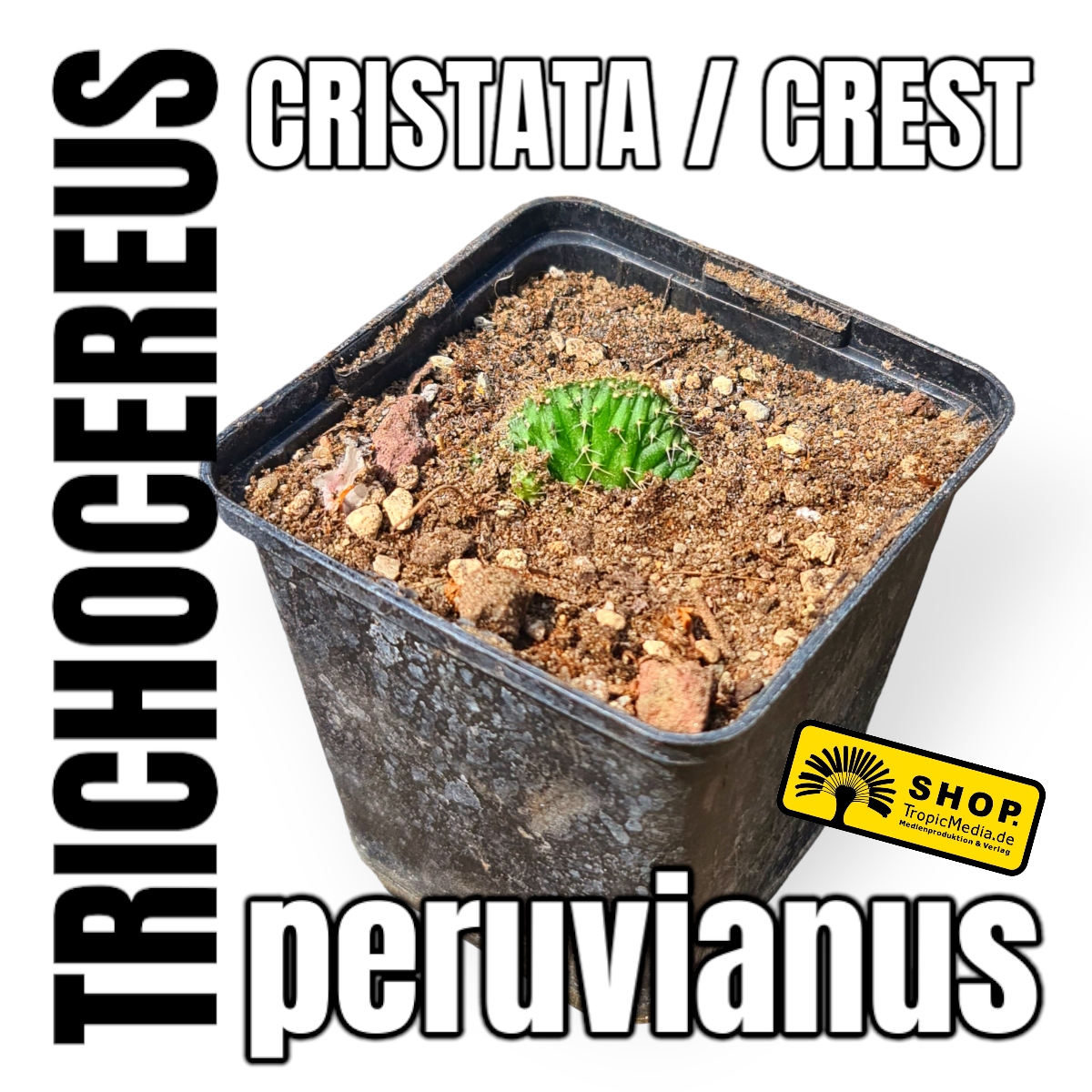 Trichocereus peruvianus Cristata Crest