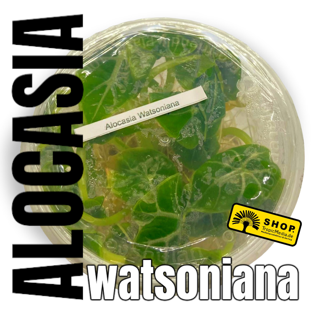 Alocasia longiloba aka watsoniana Tissue Culture (TC)