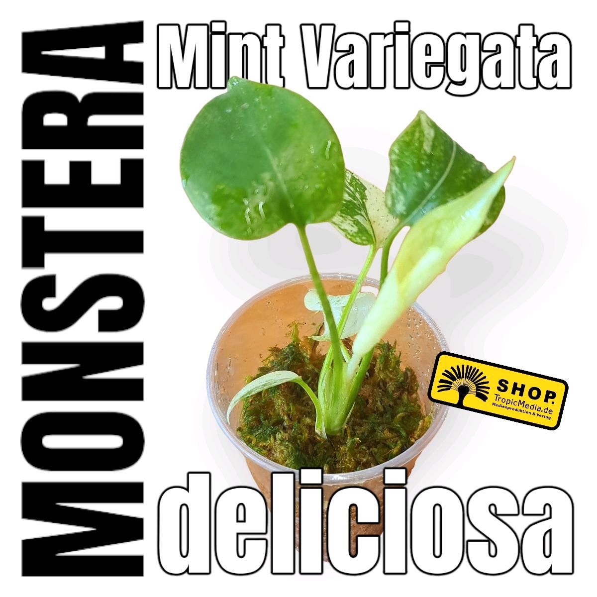 Monstera deliciosa Mint Variegata