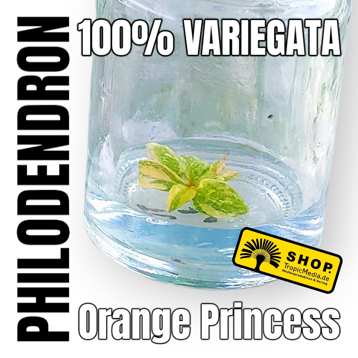Philodendron Orange Princess 100% Variegata Tissue Culture (TC)
